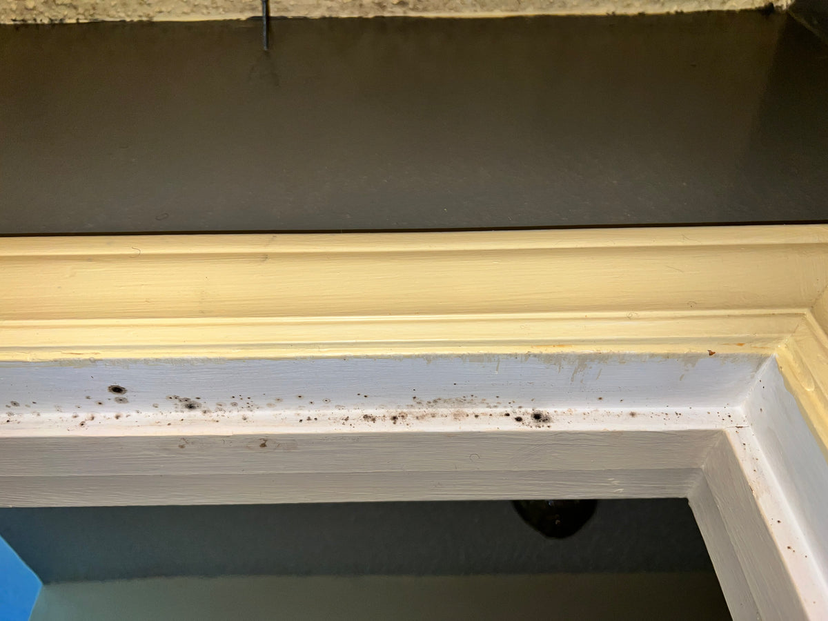 Before mold treatment